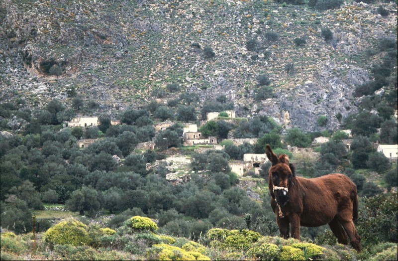 Panorama mit Esel